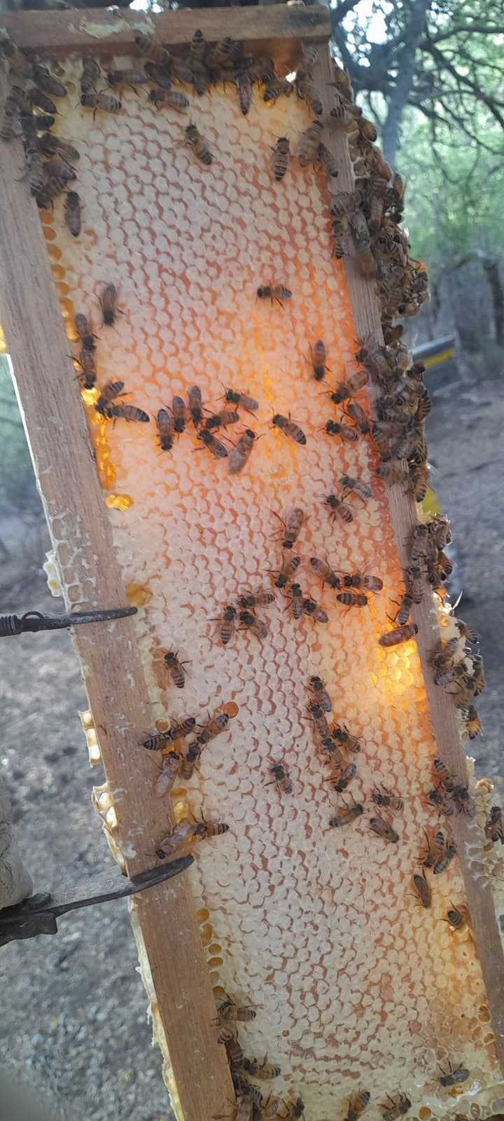 Abejas trabajando sobre un cuadro de miel