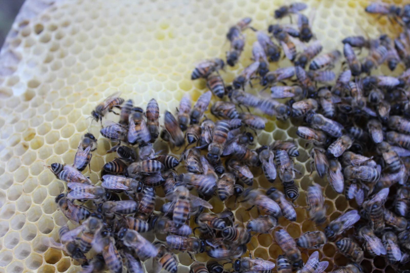 Abejas sobre un panal recién revisado