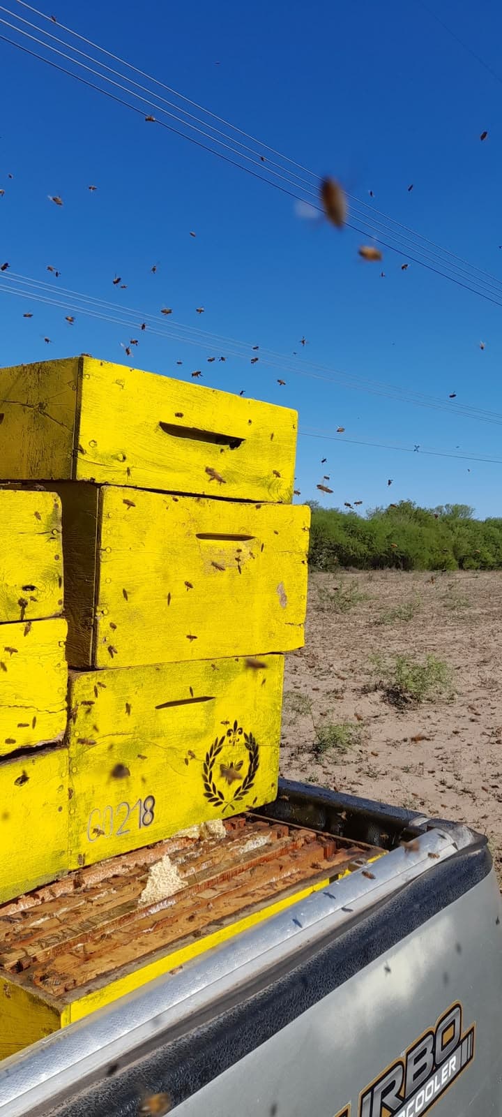 Abejas entrando y saliendo de colmenas amarillas en el apiario