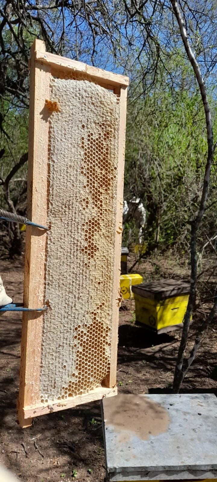 Cuadro de miel operculada sostenido frente a las colmenas