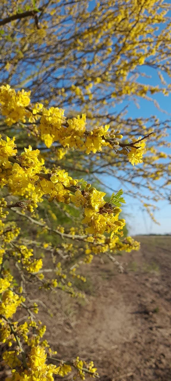 Primer plano de flores amarillas del monte