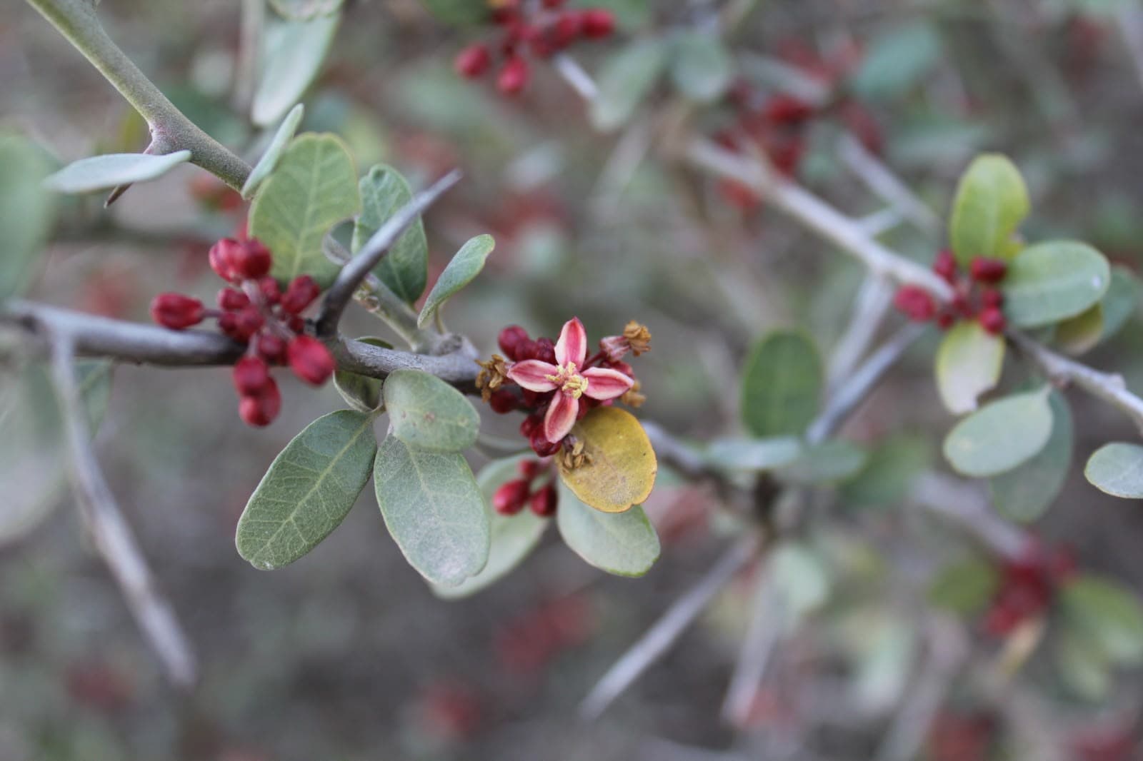 Rama del monte con flores rojizas y hojas verdes