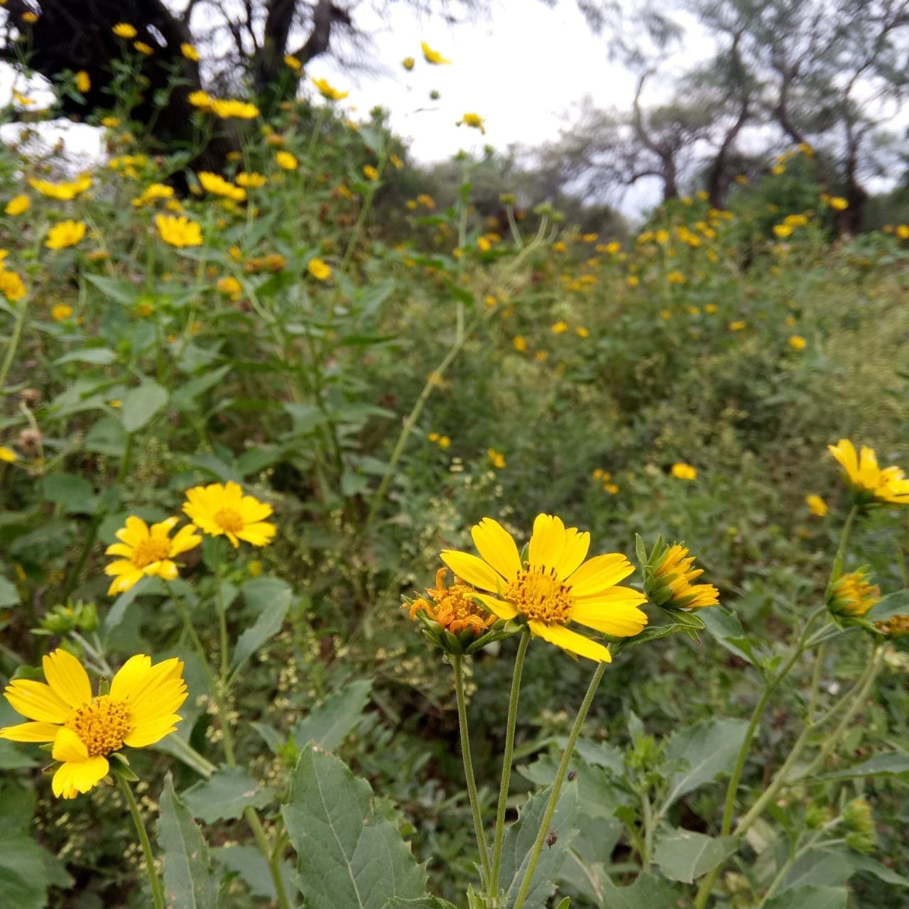 Flores silvestres amarillas en el monte