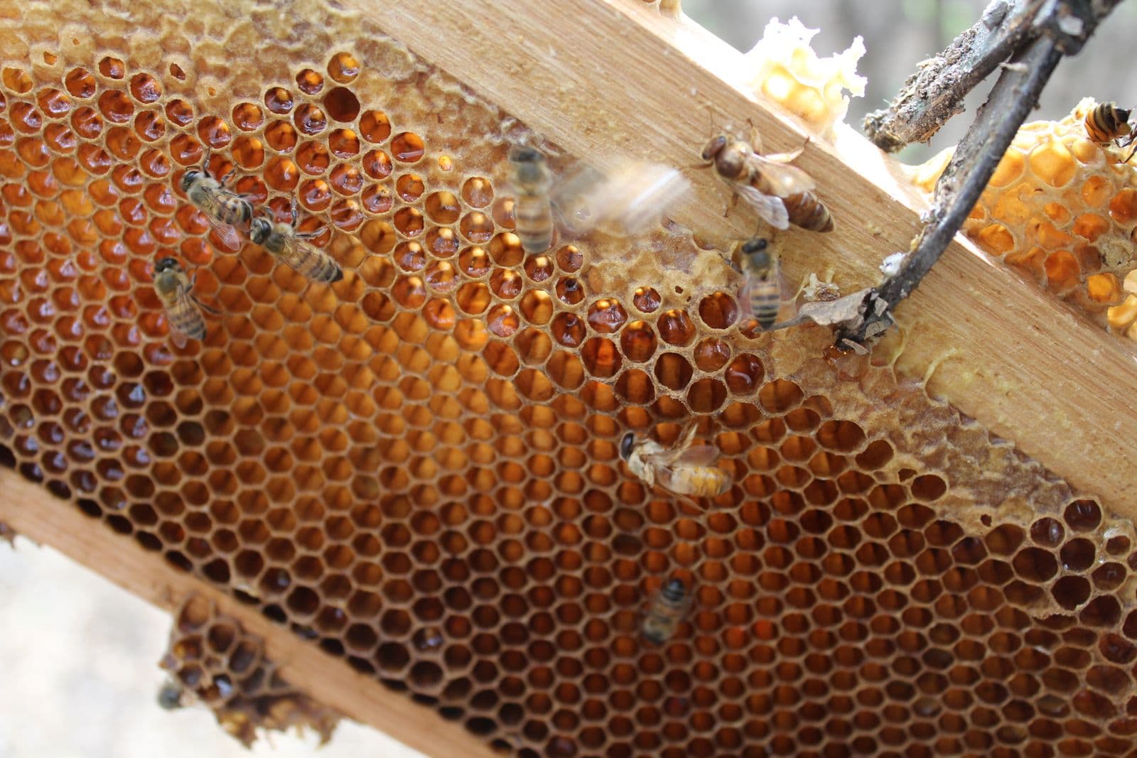 Detalle de un panal con celdas llenas de miel y abejas trabajando encima