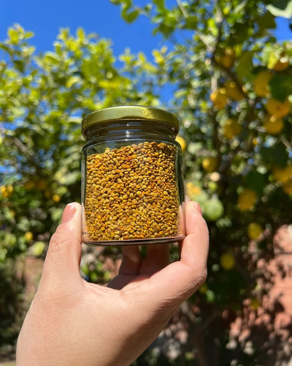 Frasco de polen de abeja sostenido frente a un árbol frutal