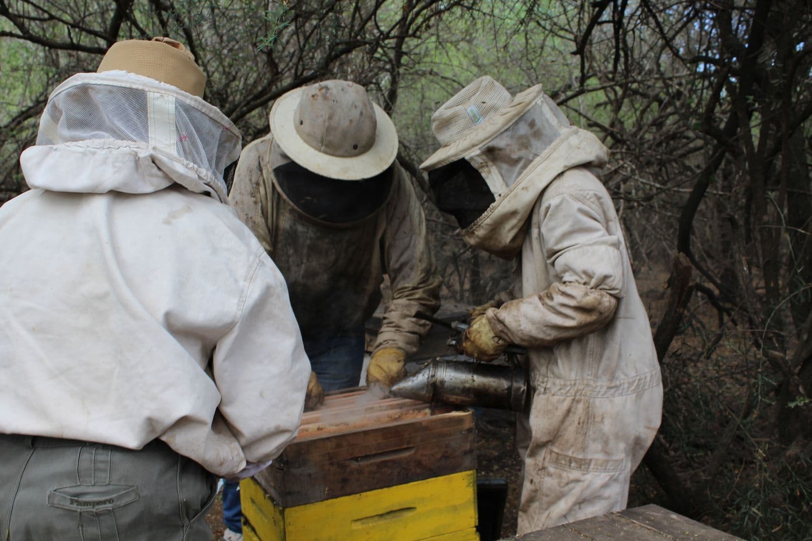 Apicultores de Miel del Sol trabajando juntos en el monte