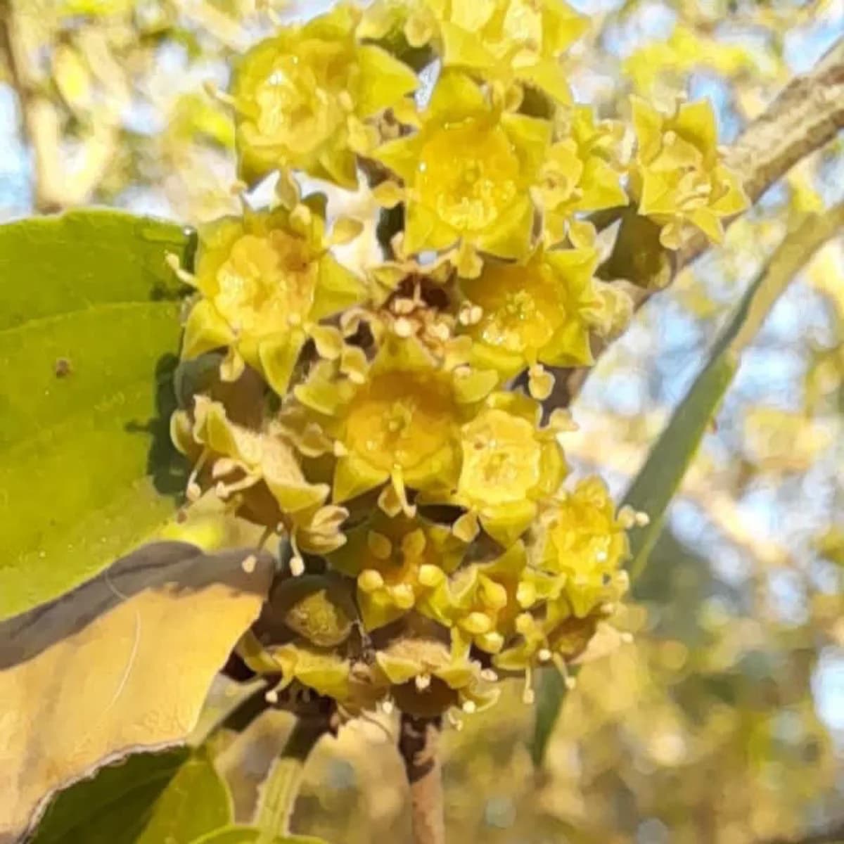 Flores de Mistol, especie del monte