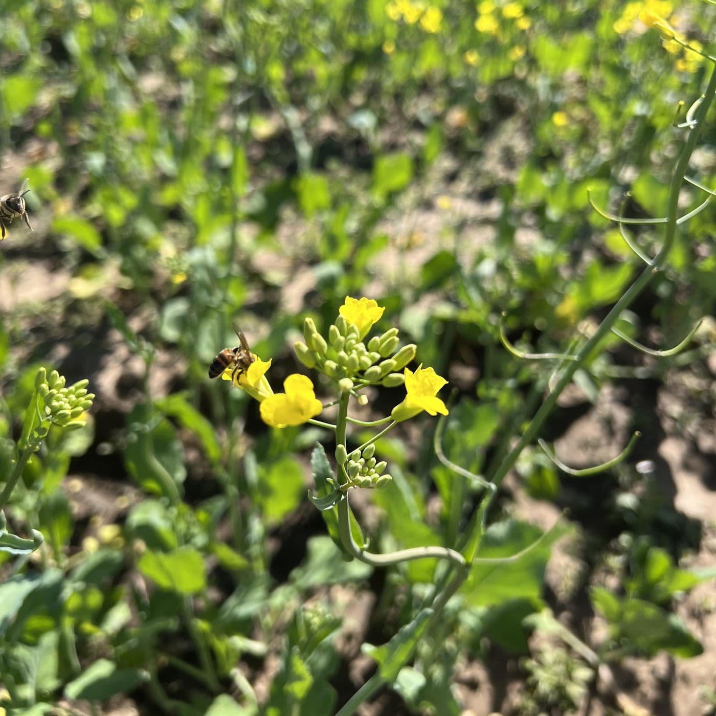 Abeja posada sobre una flor de colza en el lote